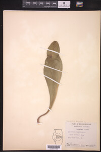 Sarracenia purpurea image