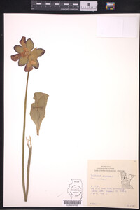 Sarracenia purpurea image