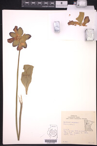 Sarracenia purpurea image