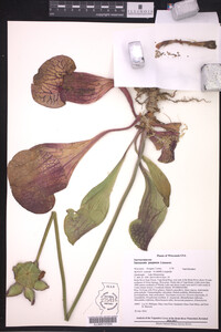 Sarracenia purpurea image