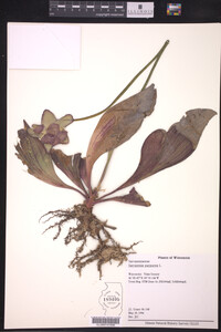 Sarracenia purpurea image