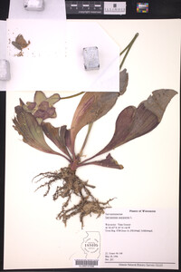 Image Associated With the Occurrence
