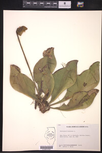 Sarracenia purpurea image