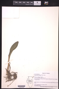 Aplectrum hyemale image