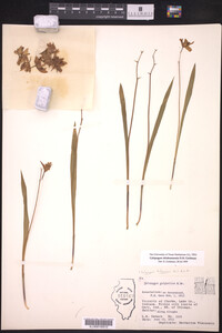 Calopogon oklahomensis image
