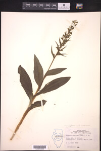 Image of Coeloglossum viride