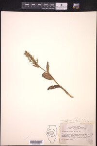 Image of Coeloglossum viride var. virescens