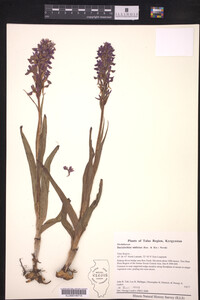 Dactylorhiza umbrosa image