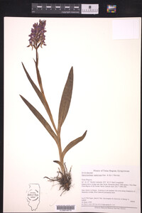 Dactylorhiza umbrosa image