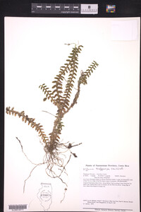 Image of Dichaea trichocarpa