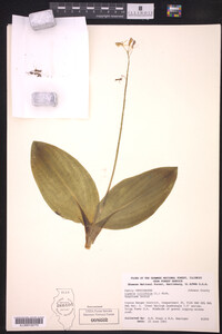 Liparis liliifolia image