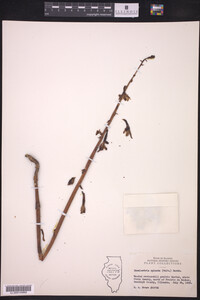 Hexalectris spicata image