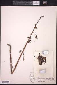 Hexalectris spicata image