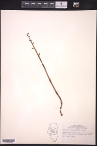 Hexalectris spicata image