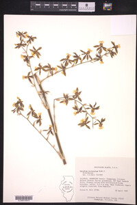 Image of Oncidium picturatum