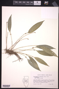 Image of Pleurothallis ruscifolia