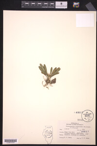 Pleurothallis tribuloides image