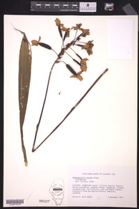 Spathoglottis plicata image