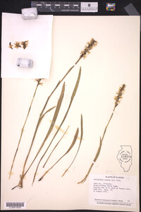 Spiranthes cernua image