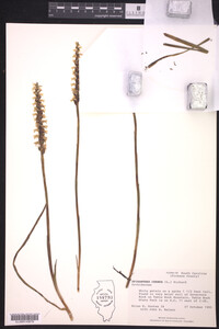 Spiranthes cernua image