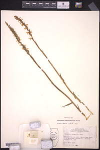 Spiranthes magnicamporum image