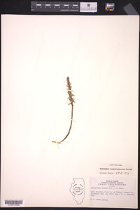 Spiranthes magnicamporum image