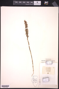 Spiranthes magnicamporum image