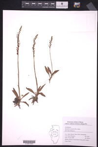 Image of Spiranthes sinensis