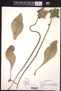 Sarracenia purpurea image