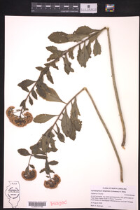 Media resource of Hylotelephium telephium