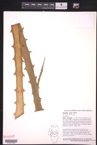 Image of Bromelia serra
