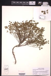 Vaccinium scoparium image
