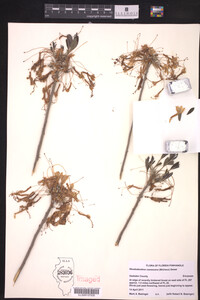 Rhododendron canescens image