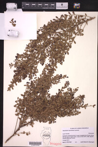 Vaccinium myrsinites image