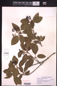 Image of Viburnum cassinoides