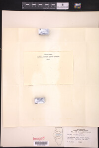 Wolffia columbiana image