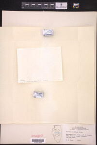 Wolffia columbiana image
