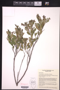 Chamaedaphne calyculata image