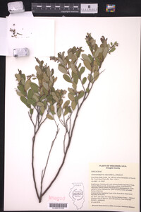 Chamaedaphne calyculata image