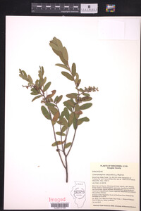 Chamaedaphne calyculata image