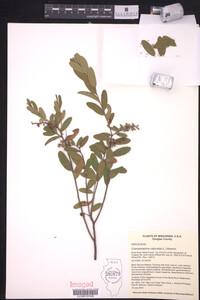 Chamaedaphne calyculata image
