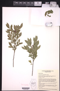Vaccinium angustifolium image