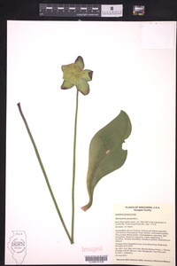 Sarracenia purpurea image