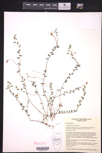Media resource of Vaccinium oxycoccos