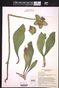 Image Associated With the Occurrence