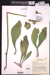 Sarracenia purpurea image