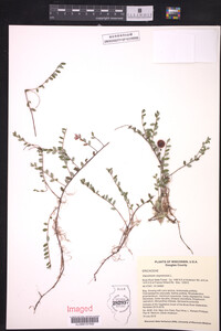 Vaccinium oxycoccos image