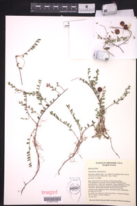 Vaccinium oxycoccos image