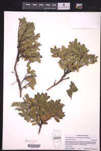 Arctostaphylos uva-ursi image
