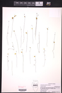 Utricularia subulata image